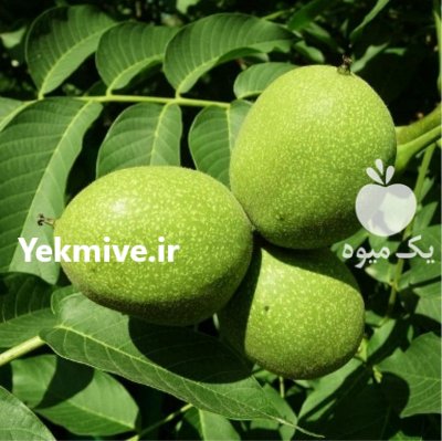 نهال گردو ژنوتیپ، زودبارده در میاندوآب در گروه خرید فروش نهال - انواع گردو پسته بادام سلطانی انگور در یکمیوه -عکس3