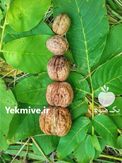 نهال گردو ژنوتیپ، زودبارده در میاندوآب در گروه خرید فروش نهال - انواع گردو پسته بادام سلطانی انگور در یکمیوه -عکس4