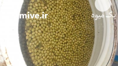 زیتون طارم روغن زیتون در چورزق در گروه خرید فروش عمده زیتون - سبز سیاه بندری پاکستانی طارم در یکمیوه -عکس1