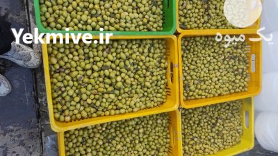 زیتون طارم روغن زیتون در چورزق در گروه خرید فروش عمده زیتون - سبز سیاه بندری پاکستانی طارم در یکمیوه -عکس2