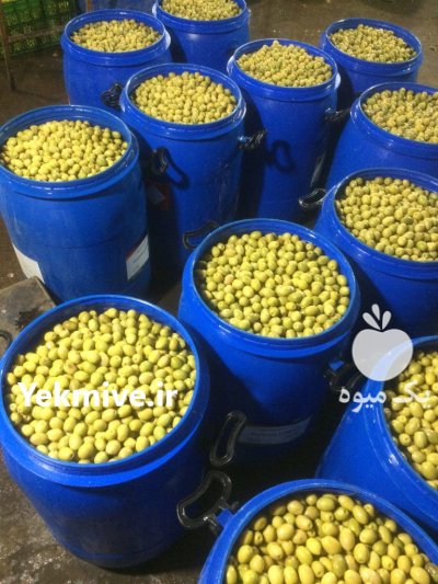 زیتون طارم روغن زیتون در چورزق در گروه خرید فروش عمده زیتون - سبز سیاه بندری پاکستانی طارم در یکمیوه -عکس4