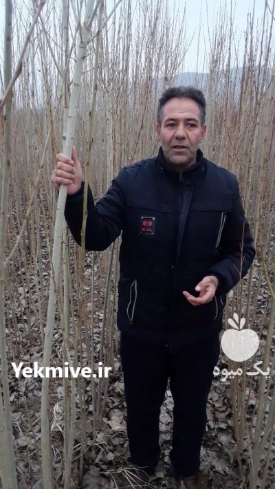 نهال صنوبر درخت صنوبر در مشگین شهر در گروه خرید فروش نهال - انواع گردو پسته بادام سلطانی انگور در یکمیوه -عکس1