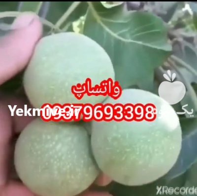 نهالستان گردوی مهدیزاده در اشنویه در گروه خرید فروش نهال - انواع گردو پسته بادام سلطانی انگور در یکمیوه -عکس2