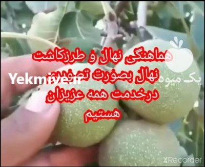 نهالستان گردوی مهدیزاده در اشنویه در گروه خرید فروش نهال - انواع گردو پسته بادام سلطانی انگور در یکمیوه -عکس3