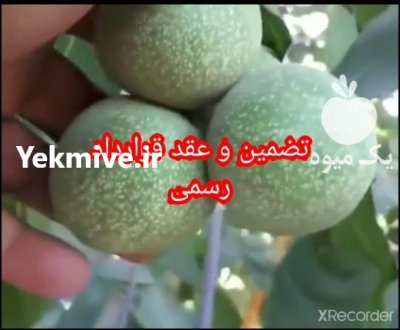 نهالستان گردوی مهدیزاده در اشنویه در گروه خرید فروش نهال - انواع گردو پسته بادام سلطانی انگور در یکمیوه -عکس4