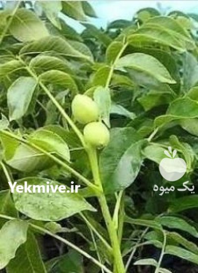 نهالستان گردوی مهدیزاده در آذربایجان غربی در گروه خرید فروش نهال - انواع گردو پسته بادام سلطانی انگور در یکمیوه -عکس3