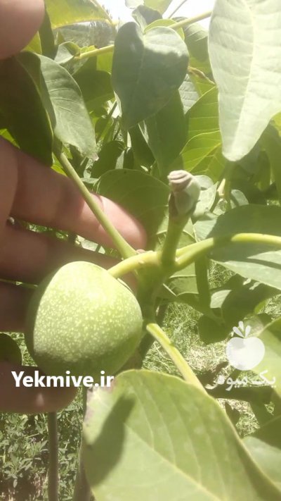 نهالستان مهدیزاده در آران وبیدگل در گروه خرید فروش نهال - انواع گردو پسته بادام سلطانی انگور در یکمیوه -عکس1