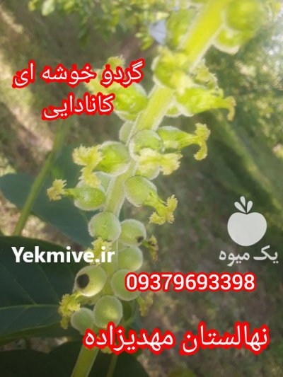 نهالستان مهدیزاده در آران وبیدگل در گروه خرید فروش نهال - انواع گردو پسته بادام سلطانی انگور در یکمیوه -عکس2