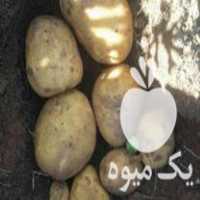 فروش سیب زمینی بذری بانبا و جلی 99 در بهار  در گروه خرید فروش عمده سیب زمینی - زودرس دیررس آگریا اسپریت اردبیل همدان در یکمیوه