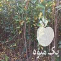 فروش نهال خرمالو سپیدار تبریزی گردو در گرگان در گروه خرید فروش نهال - انواع گردو پسته بادام سلطانی انگور در یکمیوه