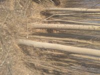 خریدار چوب کبوده در فارسان در گروه خرید فروش عمده چوب- زغال چوب گردو تبریزی خام در یکمیوه