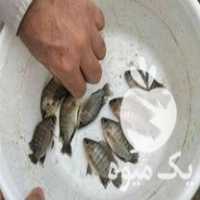 فروش انواع بچه ماهی کپور آمور فیتوفاگ و بیگهد در آبادان در گروه انواع ماهی - سالمون شیر کپور قرمز شوریده سفید گوپی مرکب در یکمیوه