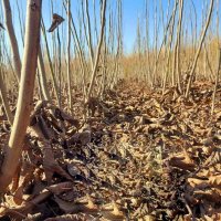 نهال گردو ژنوتیپ، زودبارده در میاندوآب در گروه خرید فروش نهال - انواع گردو پسته بادام سلطانی انگور در یکمیوه