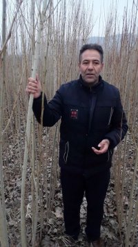 نهال صنوبر درخت صنوبر در مشگین شهر در گروه خرید فروش نهال - انواع گردو پسته بادام سلطانی انگور در یکمیوه