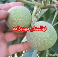 نهالستان گردوی مهدیزاده در اشنویه در گروه خرید فروش نهال - انواع گردو پسته بادام سلطانی انگور در یکمیوه