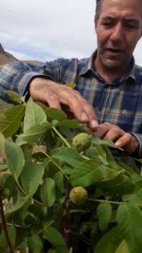 نهالستان گردوی مهدیزاده در آذربایجان غربی در گروه خرید فروش نهال - انواع گردو پسته بادام سلطانی انگور در یکمیوه