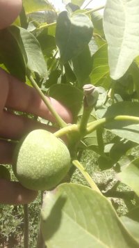 نهالستان مهدیزاده در آران وبیدگل در گروه خرید فروش نهال - انواع گردو پسته بادام سلطانی انگور در یکمیوه