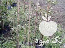 فروش نهال مرکبات تامسون خونی لیمو شیرین لیمو ترش کونکوارت در رانکوه در گروه خرید فروش نهال - انواع گردو پسته بادام سلطانی انگور در یکمیوه -عکس1