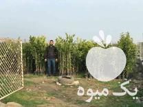 تولید و فروش انواع نهال مرکبات در تنکابن در گروه خرید فروش نهال - انواع گردو پسته بادام سلطانی انگور در یکمیوه -عکس1