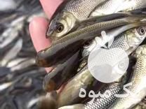 مرکز فروش بهترین بچه ماهی ارسال به تمام ایران در ساری در گروه انواع ماهی - سالمون شیر کپور قرمز شوریده سفید گوپی مرکب در یکمیوه -عکس1