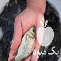 فروش انواع بچه ماهی و غذای ماهی ارسال به تمام ایران در اردبیل در گروه ماهی کپور - ماهیان معمولی علف خوار پرورشی خرید و فروش در یکمیوه