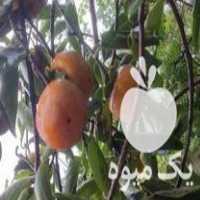 فروش ارقام نهال میوه در سراوان در گروه خرید فروش نهال - انواع گردو پسته بادام سلطانی انگور در یکمیوه