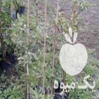 فروش نهال مرکبات تامسون خونی لیمو شیرین لیمو ترش کونکوارت در رانکوه در گروه خرید فروش نهال - انواع گردو پسته بادام سلطانی انگور در یکمیوه