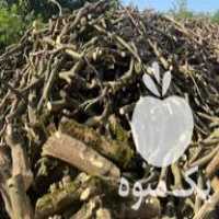 فروش چوب مرکبات لیمو در بابل  در گروه خرید فروش عمده چوب- زغال چوب گردو تبریزی خام در یکمیوه