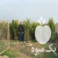 تولید و فروش انواع نهال مرکبات در تنکابن در گروه خرید فروش نهال - انواع گردو پسته بادام سلطانی انگور در یکمیوه