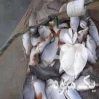 فروش انواع بچه ماهی ارسال به تمام ایران در کیاکلا در گروه انواع ماهی - سالمون شیر کپور قرمز شوریده سفید گوپی مرکب در یکمیوه