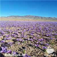 فروش پیاز زعفران در غرب کشور بهار رویان در اصفهان در گروه خرید فروش عمده زعفران - قائنات قیمت خراسان بهرامن گرم در یکمیوه