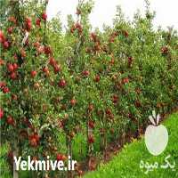 فروش نهال بن دار در تهران در گروه خرید فروش نهال - انواع گردو پسته بادام سلطانی انگور در یکمیوه