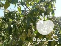 فروش مرکز تولید و توزیع انواع نهال پیوندی در اصفهان در گروه خرید فروش نهال - انواع گردو پسته بادام سلطانی انگور در یکمیوه -عکس1
