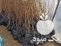 فروش انواع نهال با کیفیت در شیراز در گروه خرید فروش نهال - انواع گردو پسته بادام سلطانی انگور در یکمیوه -عکس1