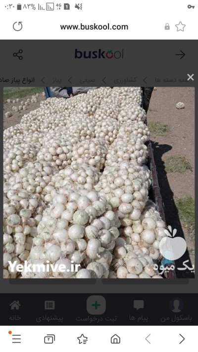 خرید و فروش عمده پیاز در مازندران در گروه خرید فروش عمده پیاز - قرمز سفید زرد ترشی تازه انباری در یکمیوه -عکس2