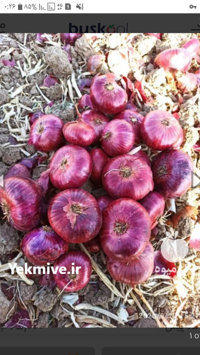 خرید و فروش عمده پیاز در مازندران در گروه خرید فروش عمده پیاز - قرمز سفید زرد ترشی تازه انباری در یکمیوه -عکس4