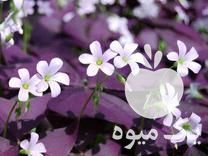 فروش پیاز اگزالیس بنفش گل طبیعی در تازه آباد در گروه خرید فروش عمده گیاهان زینتی - گرمسیری آپارتمانی باغچه آب در یکمیوه -عکس1