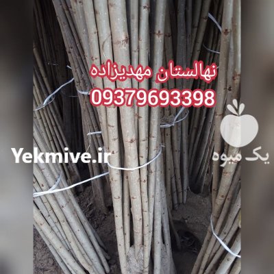 نهالستان مهدیزاده در آمل در گروه خرید فروش نهال - انواع گردو پسته بادام سلطانی انگور در یکمیوه -عکس2