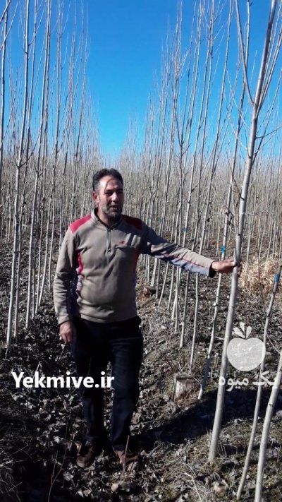 نهالستان مهدیزاده در آمل در گروه خرید فروش نهال - انواع گردو پسته بادام سلطانی انگور در یکمیوه -عکس3