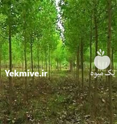 نهالستان مهدیزاده در آمل در گروه خرید فروش نهال - انواع گردو پسته بادام سلطانی انگور در یکمیوه -عکس4