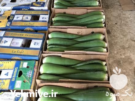 تامین کننده برگ الوئه ورا الوورا بو پاجوش صورت عمده جهت صادرات مازندران در گروه خرید فروش عمده گیاهان دارویی - معطر خشک خواص دار در یکمیوه -عکس1