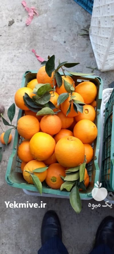 بارفروشی و حق العمل کاری در خوزستان در گروه حق العمل کاری محصولات کشاورزی و دامداری خدمات کارمزد در یکمیوه -عکس2