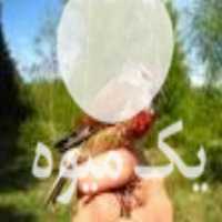 فروش چای ایرانی چای سبز وسیاه در تهران در گروه خرید فروش عمده چای - سبز ترش کوهی سیاه در یکمیوه