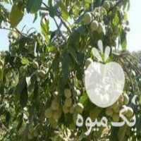 فروش مرکز تولید و توزیع انواع نهال پیوندی در اصفهان در گروه خرید فروش نهال - انواع گردو پسته بادام سلطانی انگور در یکمیوه