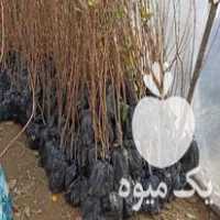 فروش انواع نهال با کیفیت در شیراز در گروه خرید فروش نهال - انواع گردو پسته بادام سلطانی انگور در یکمیوه