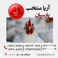 فروش مرغ پولت تخمگذار صنعتی در تهران در گروه مرغ و خروس و بوقلمون و اردک قو قاز در یکمیوه