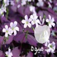 فروش پیاز اگزالیس بنفش گل طبیعی در تازه آباد در گروه خرید فروش عمده گیاهان زینتی - گرمسیری آپارتمانی باغچه آب در یکمیوه