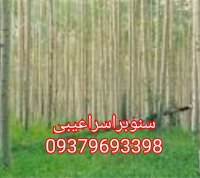 نهالستان مهدیزاده در آمل در گروه خرید فروش نهال - انواع گردو پسته بادام سلطانی انگور در یکمیوه