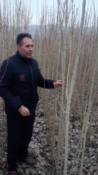 نهالستان مهدیزاده در بابل