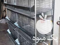 فروش قفس یک تا سه طبقه مرغ تخمگذار در پاکدشت در گروه تجهیزات دام و طیور - خرید فروش نو دسته دوم در یکمیوه -عکس1
